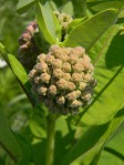 Fuzzy milkweed buds