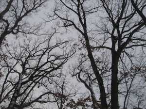New Year’s Leafless Tracery