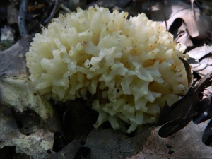 White jelly fungus