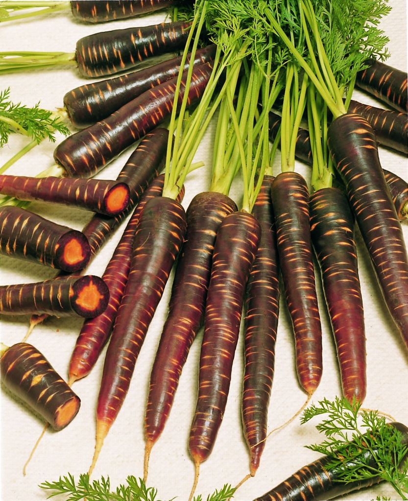 Purple Haze Carrot